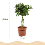 Livraison plante Schefflera Nora