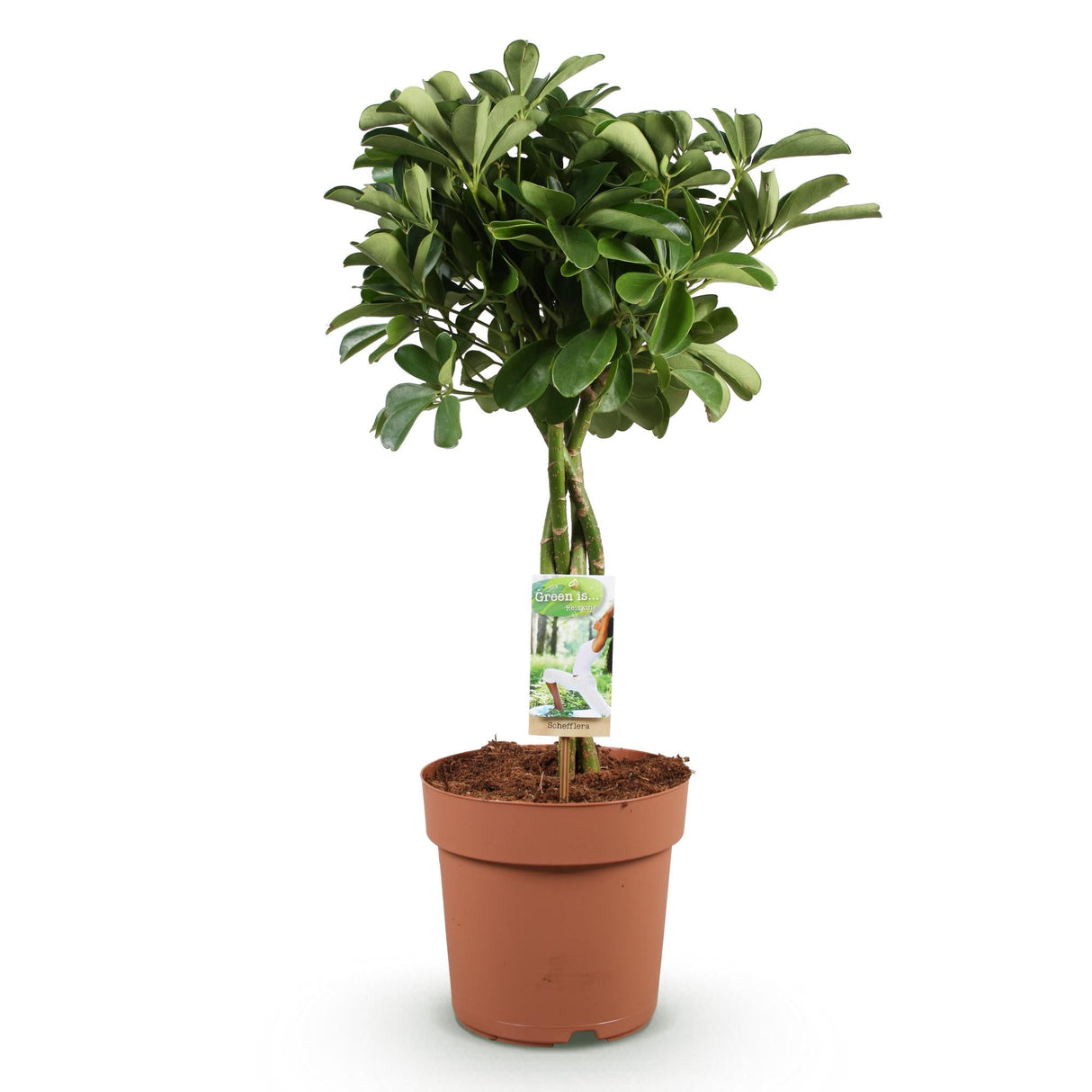 Livraison plante Schefflera Nora
