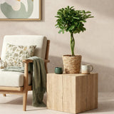 Livraison plante Schefflera Nora et panier H75 cm