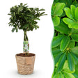 Livraison plante Schefflera Nora et panier H75 cm