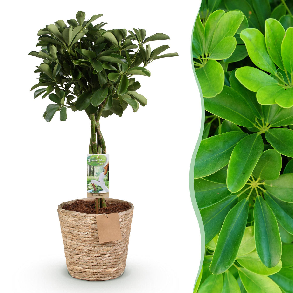 Livraison plante Schefflera Nora et panier H75 cm