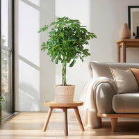 Schefflera Arab Nora con Mand Sofia natural - 70cm - Ø21