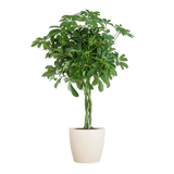Livraison plante Schefflera Nora et son pot