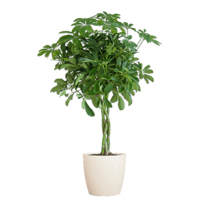 Livraison plante Schefflera Nora et son pot