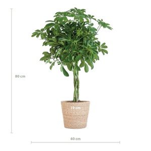 Livraison plante Schefflera Nora et son pot