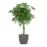 Livraison plante Schefflera Nora et son pot