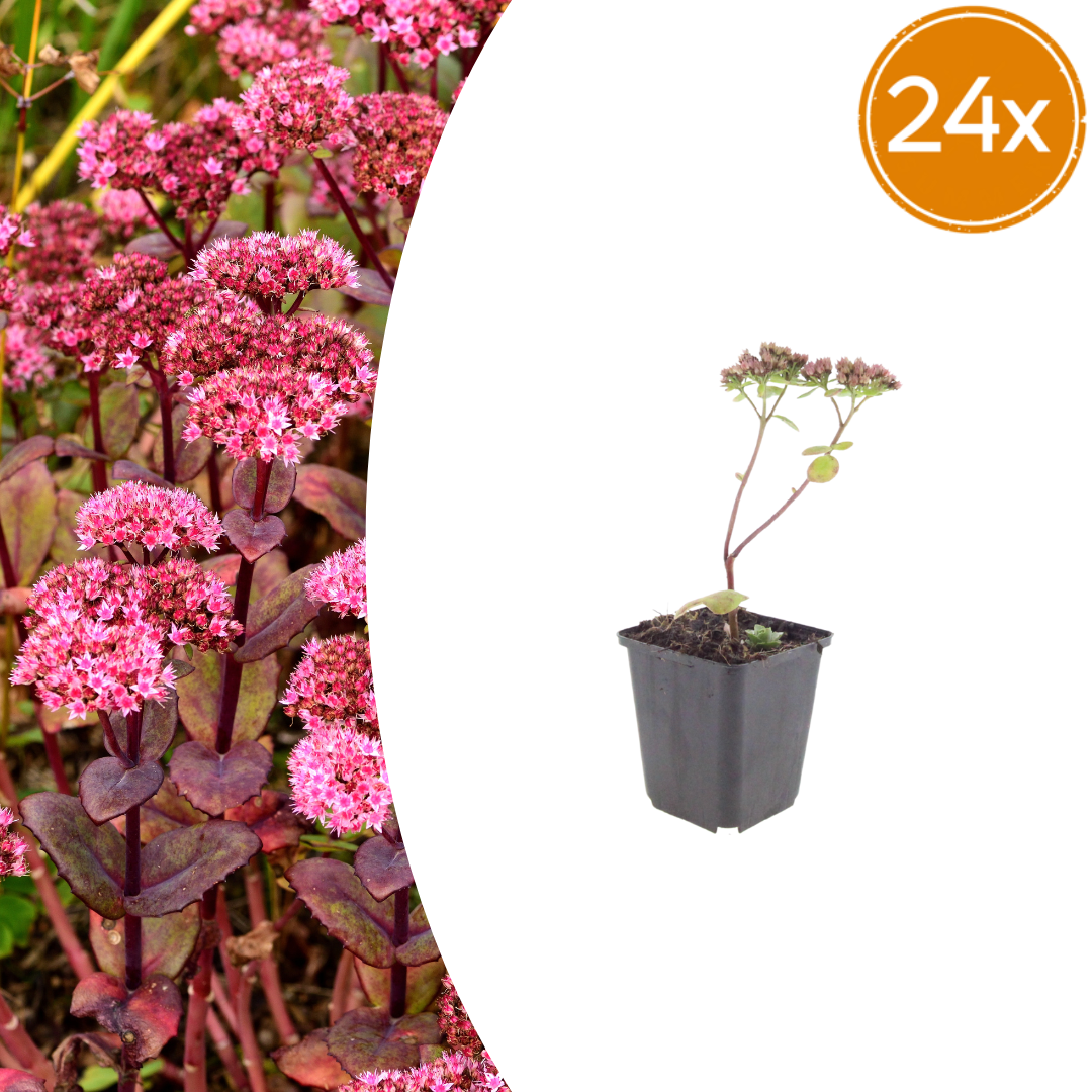 Livraison plante Sedum matrona