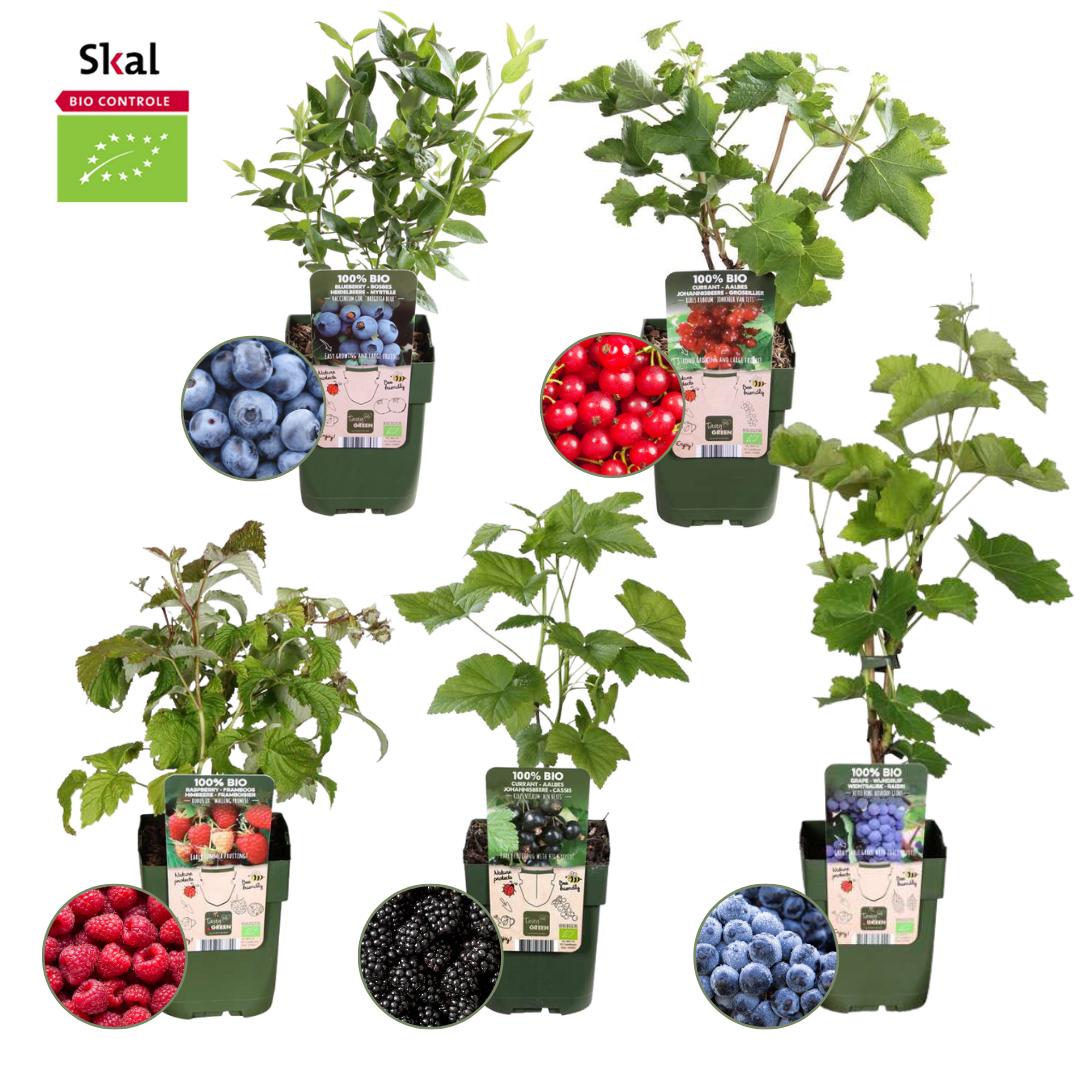 Livraison plante Set Bio de 5 Plantes Fruitières