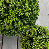 Livraison plante Set de 2 boules Ilex crenata 'Jenny'