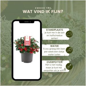 Livraison plante Set hivernal Gaulthérie & Calocéphale