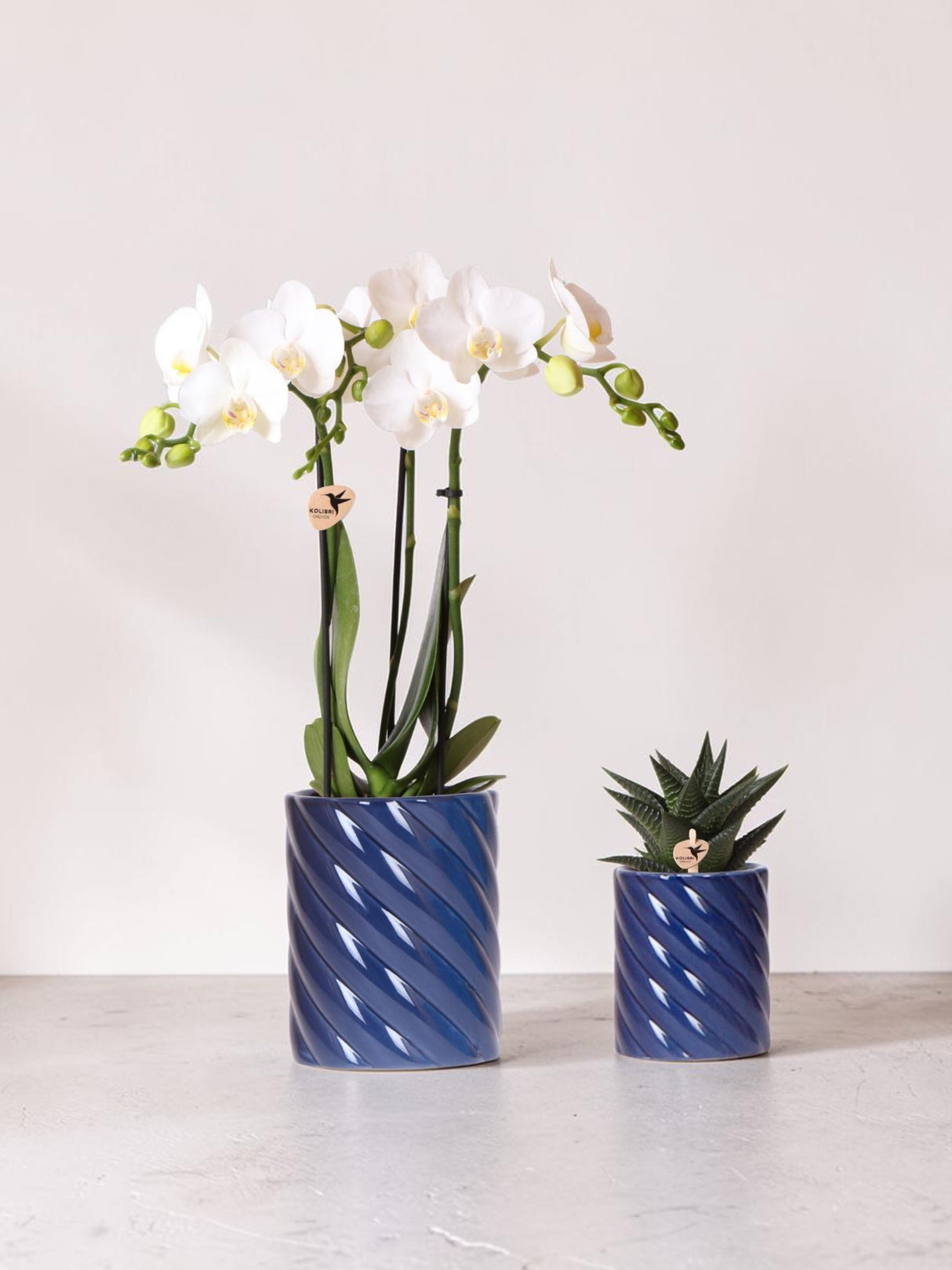 Orquídea Phalaenopsis blanca y Haworthia en macetas de caramelos