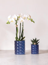 Orquídea Phalaenopsis blanca y Haworthia en macetas de caramelos