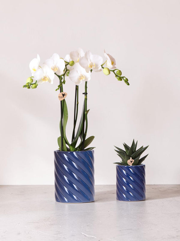 Orquídea Phalaenopsis blanca y Haworthia en macetas de caramelos