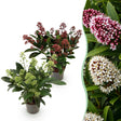 Livraison plante Skimmia japonica Duo – Lot de 2 – Pot 10,5 cm
