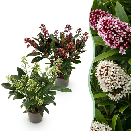 Livraison plante Skimmia japonica Duo – Lot de 2 – Pot 10,5 cm