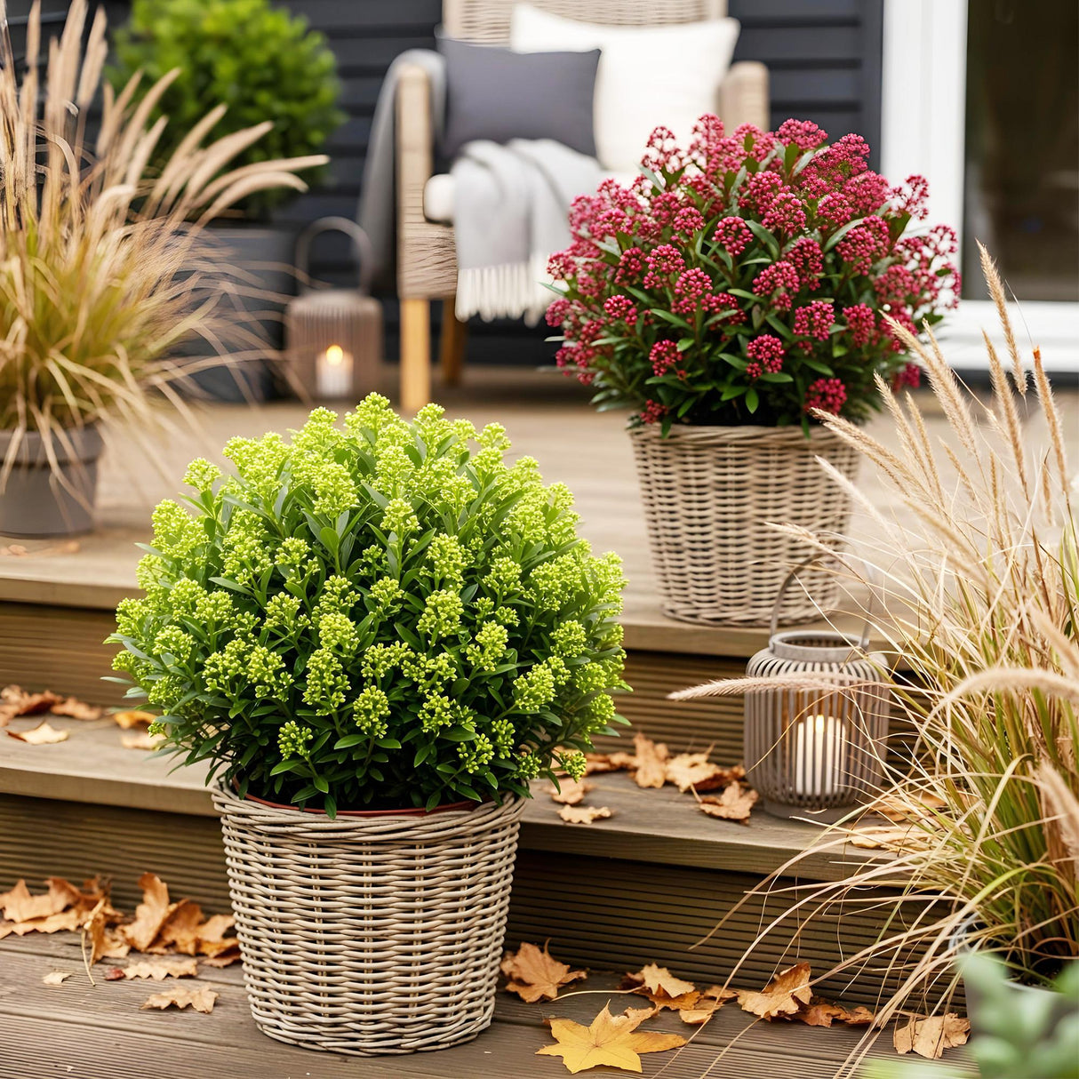 Livraison plante Skimmia japonica Duo – Lot de 2 – Pot 10,5 cm