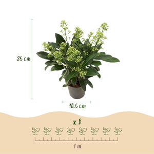 Livraison plante Skimmia japonica Duo – Lot de 2 – Pot 10,5 cm