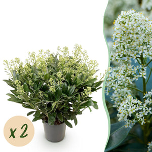 Livraison plante Skimmia japonica Finchy – Lot de 2 – Hauteur 60 cm