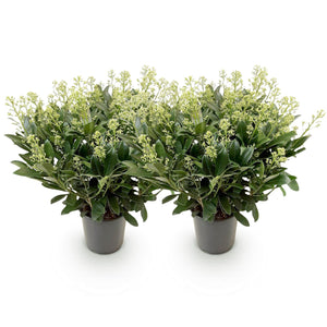 Livraison plante Skimmia japonica Finchy – Lot de 2 – Hauteur 60 cm