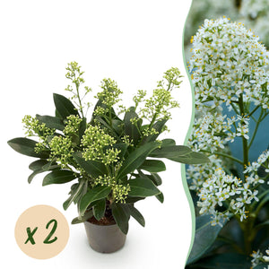 Livraison plante Skimmia japonica Finchy – Lot de 2 – Pot 10,5 cm