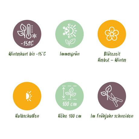 Livraison plante Skimmia japonica Finchy – Lot de 2 – Pot 10,5 cm