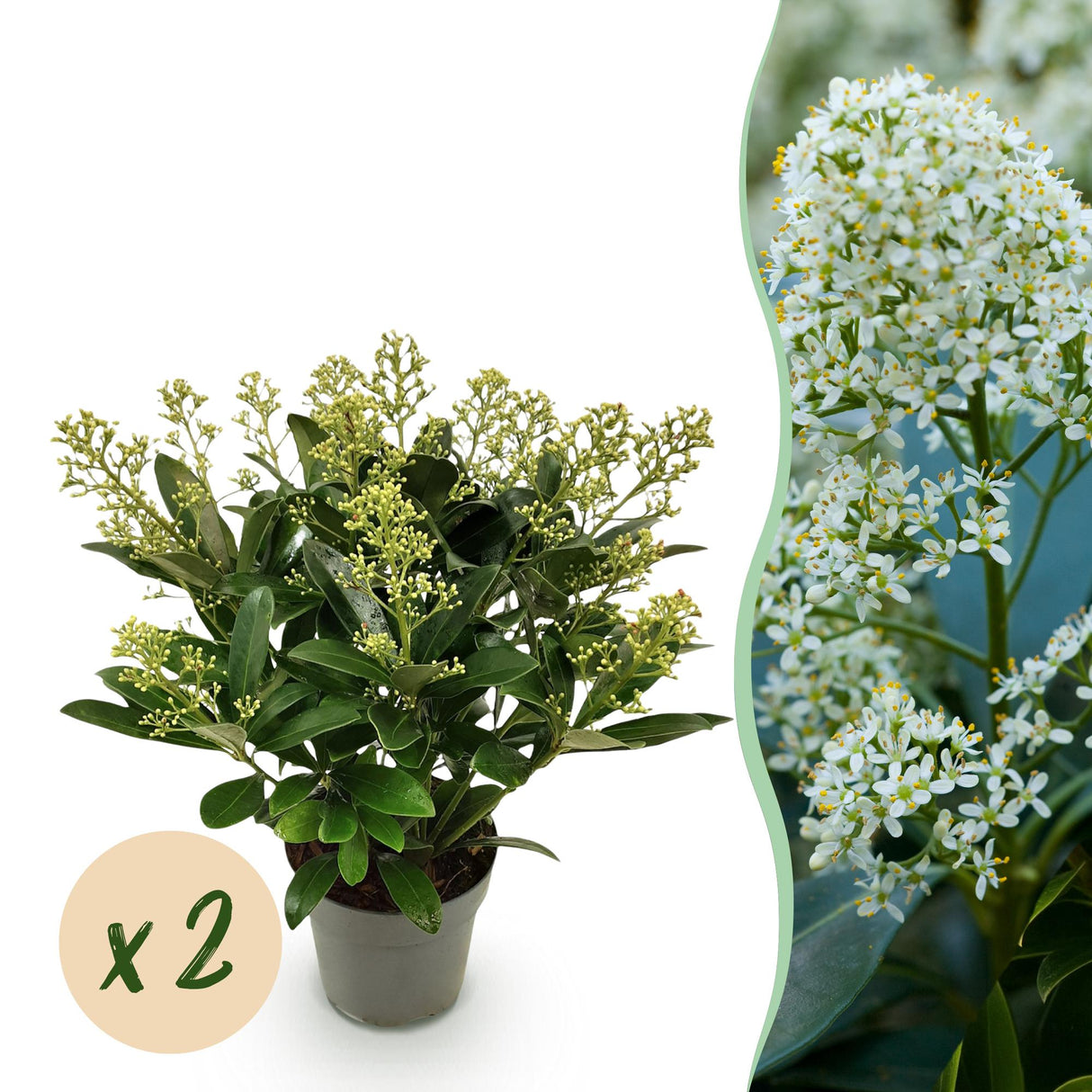 Livraison plante Skimmia japonica Finchy – Lot de 2 – Pot 15 cm