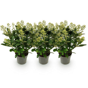 Livraison plante Skimmia japonica Finchy – Lot de 3 – Pot 15cm – Hauteur30cm