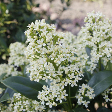 Livraison plante Skimmia japonica Finchy – Lot de 3 – Pot 15cm – Hauteur30cm