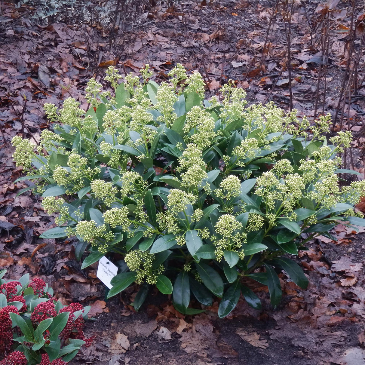 Livraison plante Skimmia japonica Finchy – Lot de 3 – Pot 15cm – Hauteur30cm