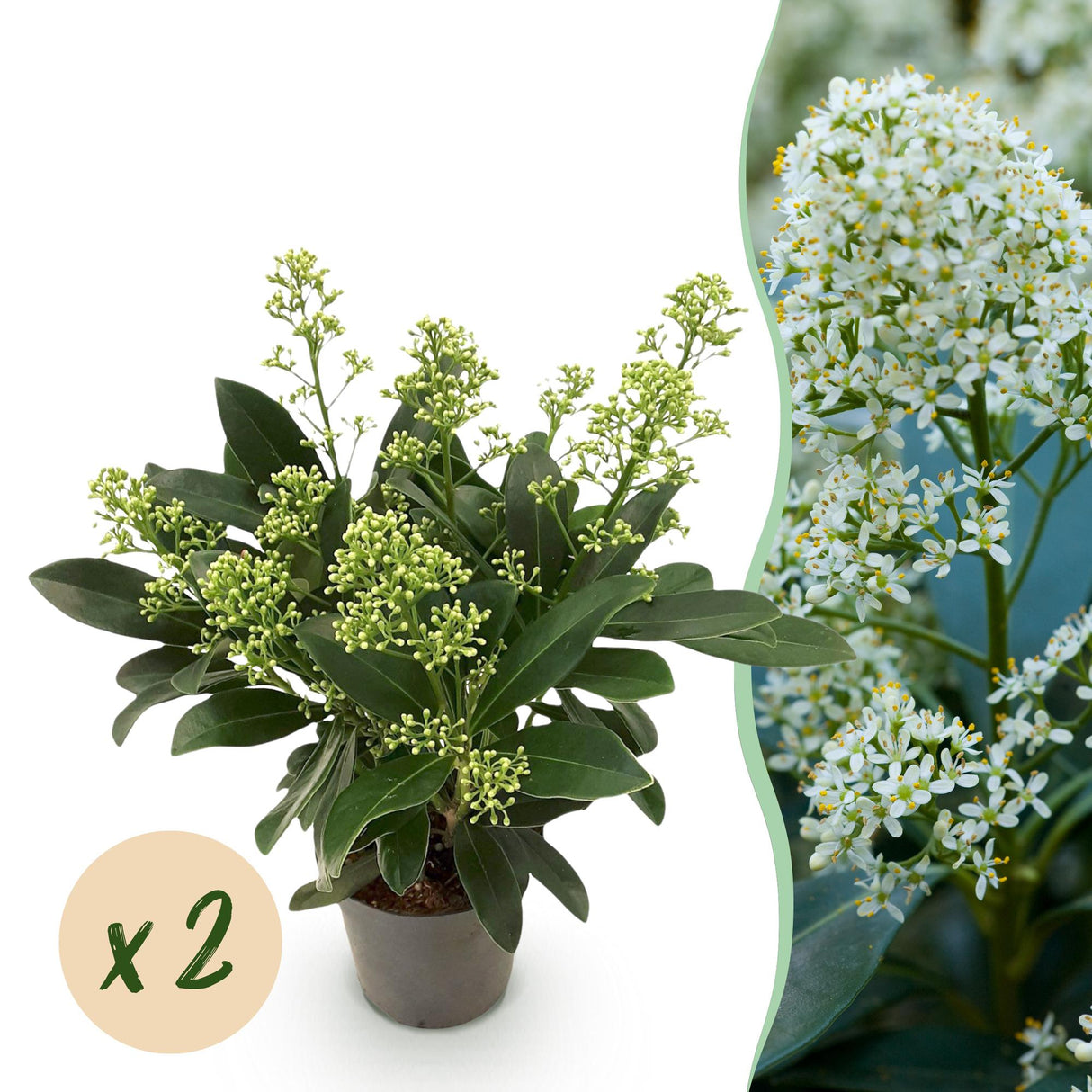 Livraison plante Skimmia japonica Finchy x2