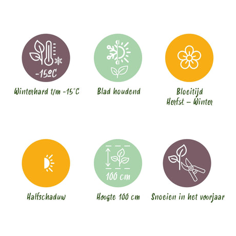 Livraison plante Skimmia japonica Rubella & Finchy – Lot de 2 – Pot 15 cm