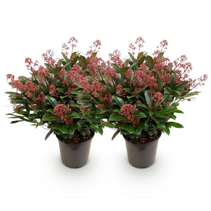 Livraison plante Skimmia japonica Rubella – Lot de 2 – Hauteur 60 cm
