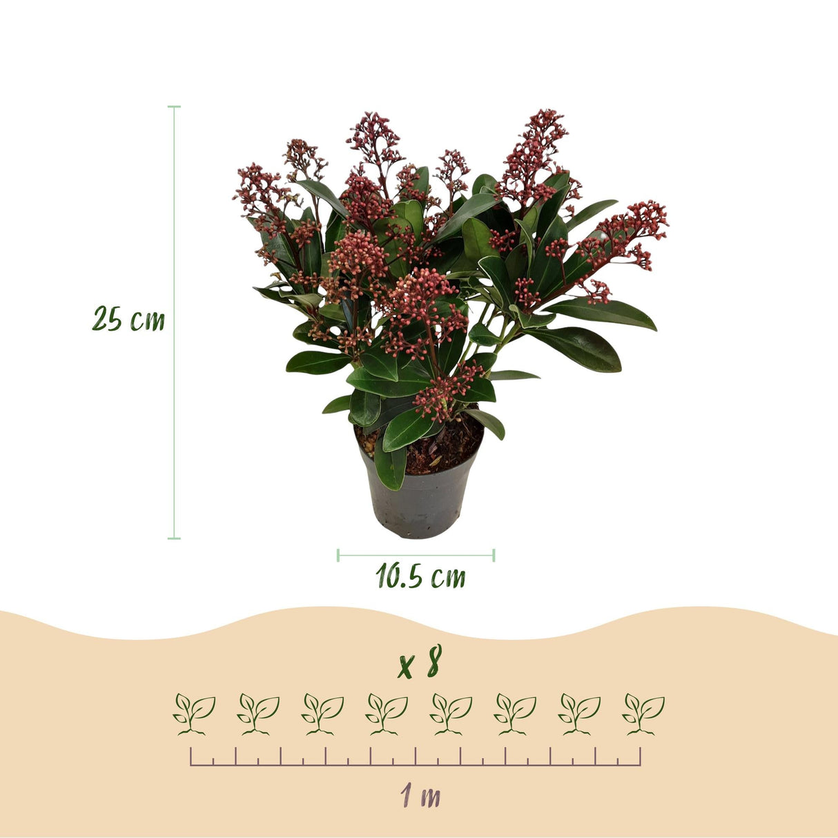 Livraison plante Skimmia japonica Rubella – Lot de 2 – Pot 10,5 cm
