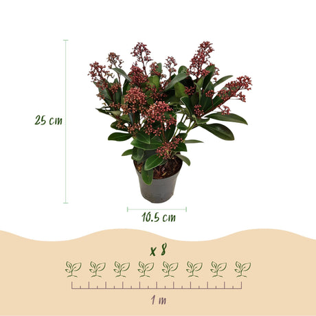 Livraison plante Skimmia japonica Rubella – Lot de 2 – Pot 10,5 cm