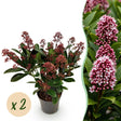 Livraison plante Skimmia japonica Rubella – Lot de 2 – Pot 10,5 cm