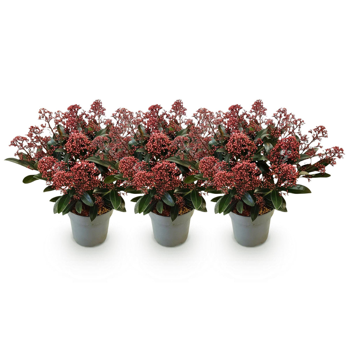 Livraison plante Skimmia japonica Rubella – Lot de 3 – Pot 15 cm