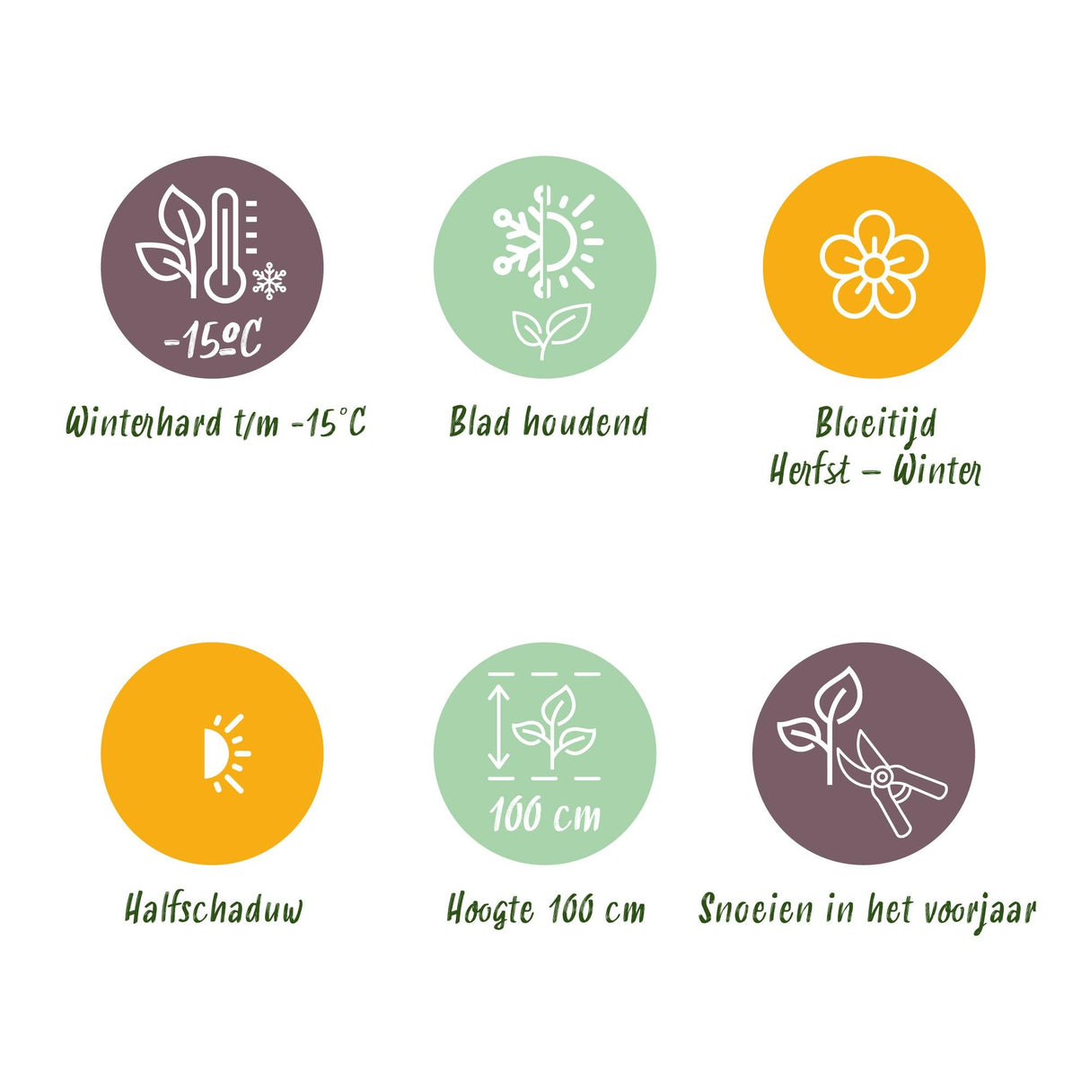 Livraison plante Skimmia japonica Rubella – Lot de 3 – Pot 15 cm