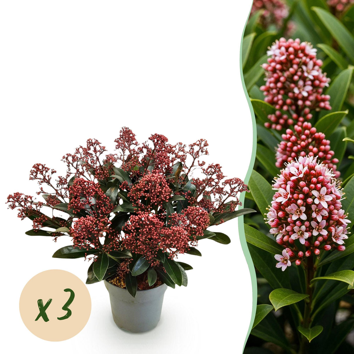 Livraison plante Skimmia japonica Rubella – Lot de 3 – Pot 15 cm