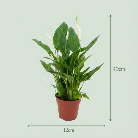 Livraison plante Spathiphyllum