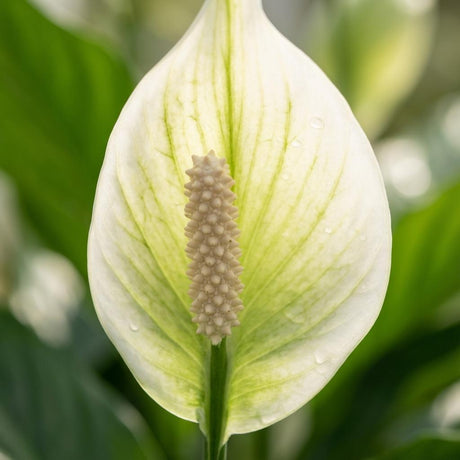 Livraison plante Spathiphyllum