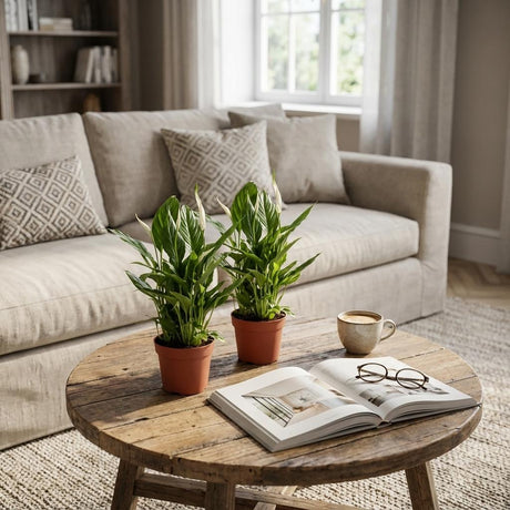 Livraison plante Spathiphyllum