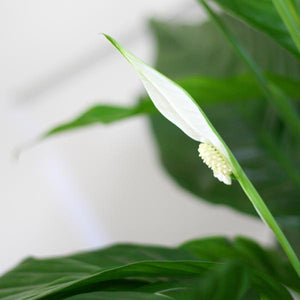 Livraison plante Spathiphyllum et son pot