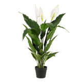 Livraison plante Spathipyllum - fleur de lune artificiel
