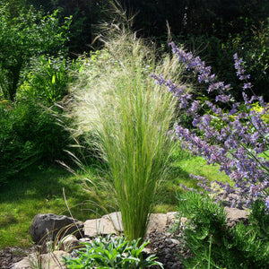 Livraison plante Stipa tenuifolia Pony Tails – Lot de 4 – Hauteur 50 cm