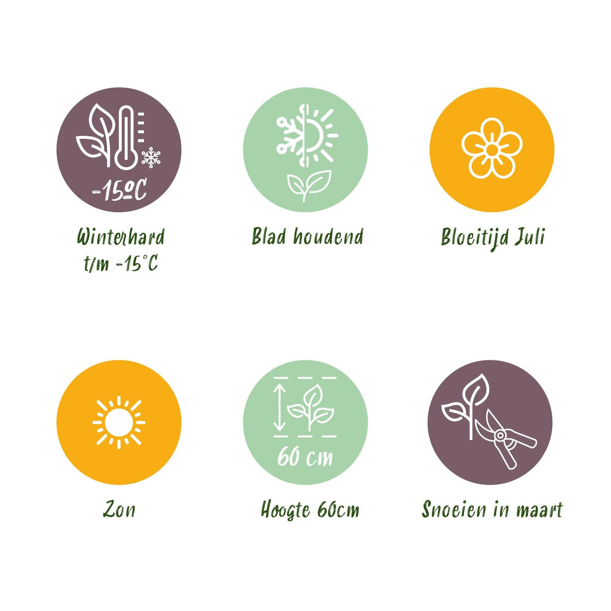 Livraison plante Stipa tenuifolia Pony Tails – Lot de 4 – Hauteur 50 cm