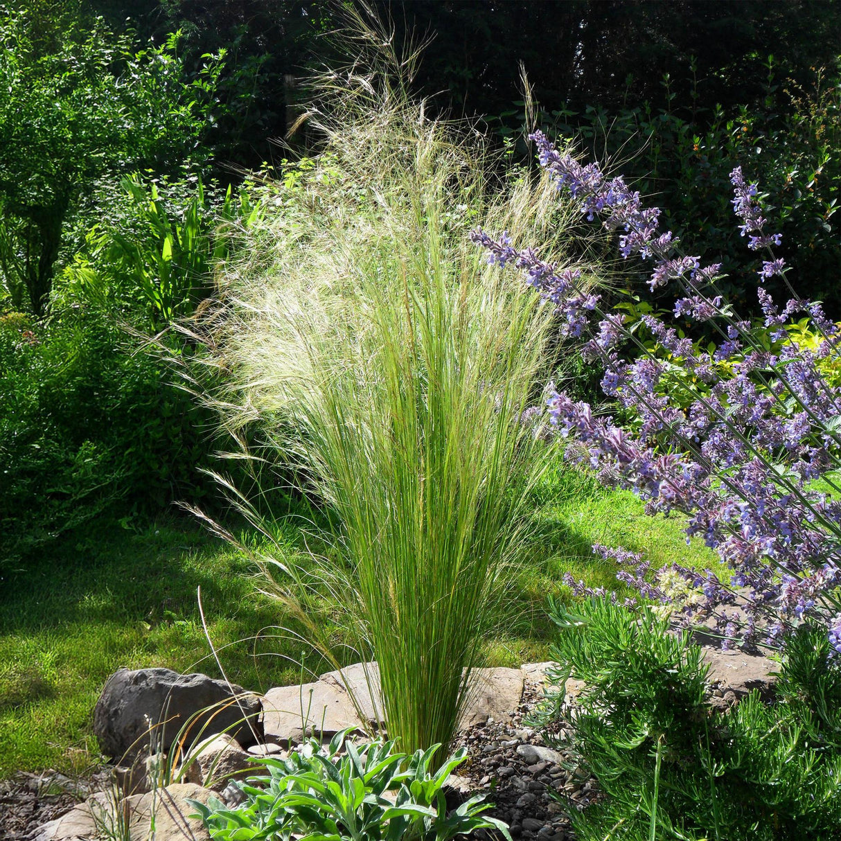 Livraison plante Stipa tenuifolia Pony Tails – Pot 17 cm – Hauteur 50 cm
