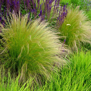 Livraison plante Stipa tenuifolia Pony Tails – Pot 17 cm – Hauteur 50 cm