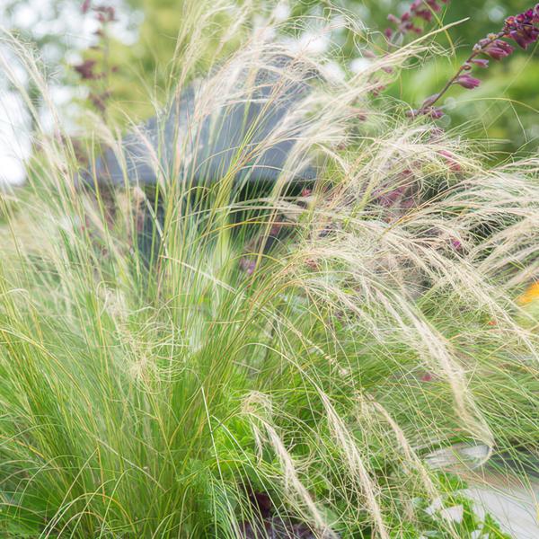 Livraison plante Stipe cheveux d'ange 'Ponytails'