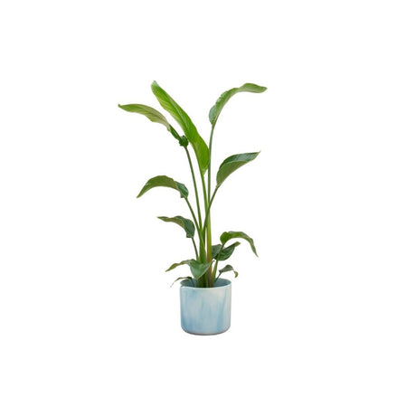 Livraison plante Strelitzia Nicolai 100cm et son pot