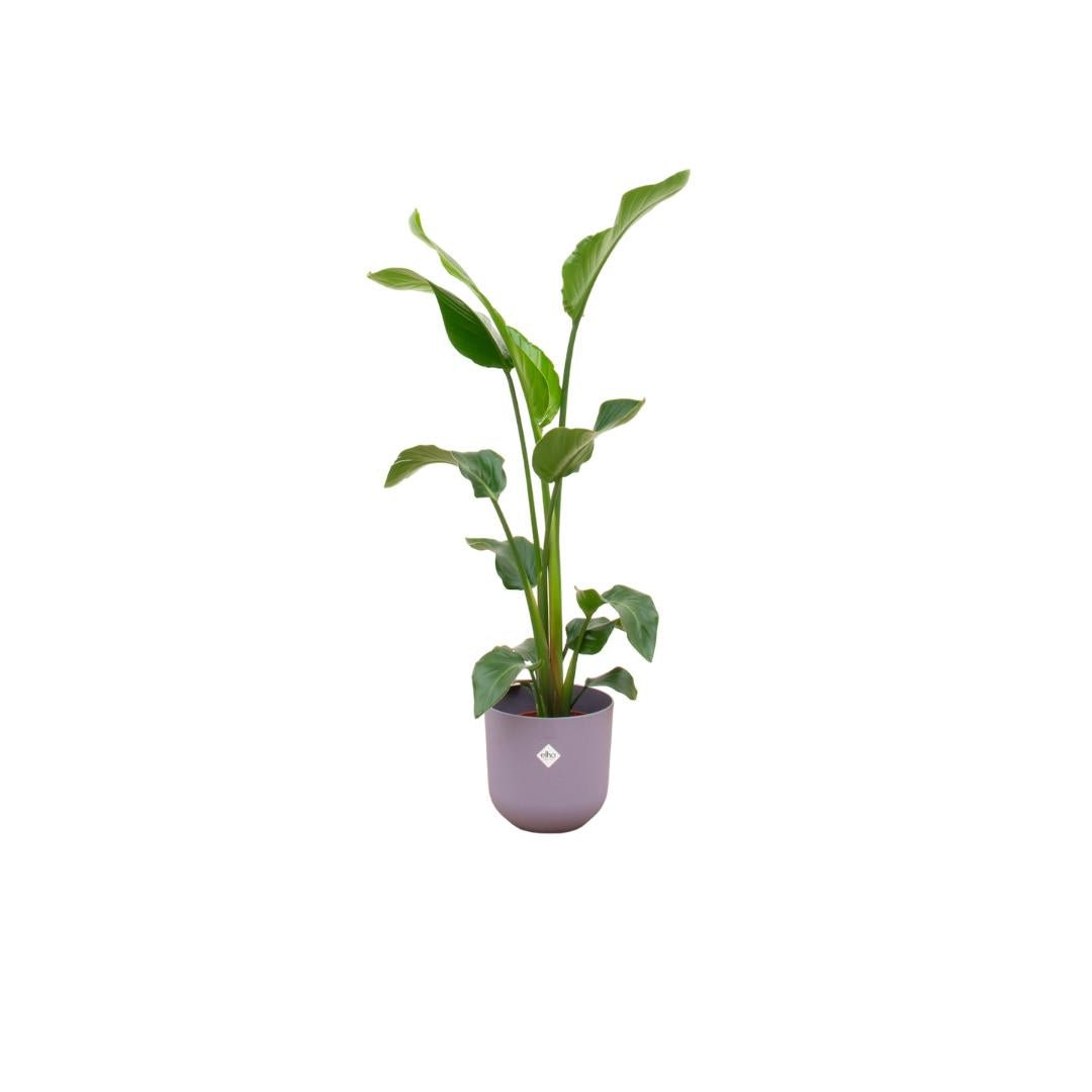 Livraison plante Strelitzia Nicolai 100cm et son pot